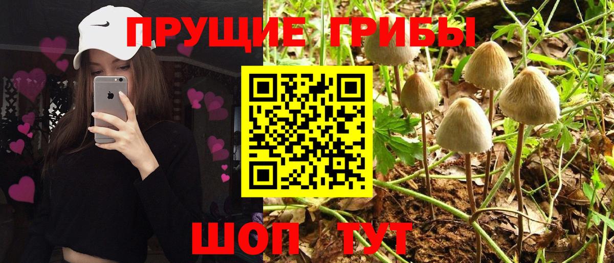 Лесозаводск  где купить наркоту  Вход с VPN  Псилоцибиновые грибы мицелий 